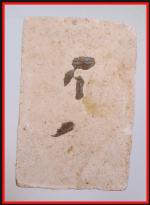 สมเด็จหลังข้าวสารดำ(4262) #2